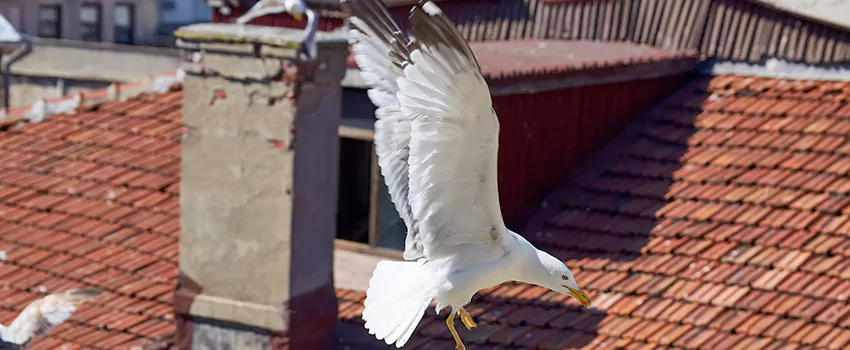 Residential Chimney Animal Removal Solution in Round Lake, IL