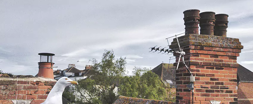 Chimney Cleaning And Restoration in Round Lake, Illinois